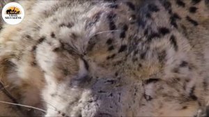 Дикая природа.