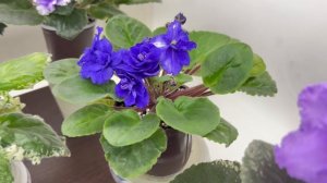 Обзор цветущих стандартных фиалок за 22.01.