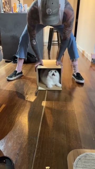 Кошачьи забавы 😁😂👍 смотреть онлайн