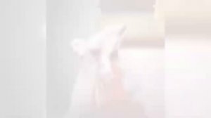WITHOUT ME FUNK SUPER SLOWED Montagem Gritos Talento x Eminem [get.gt].mp4