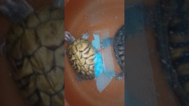 Красноухие черепахи 🐢 22 января 2026. Умная колонка Маруся рассказала анекдоты! смотреть онлайн