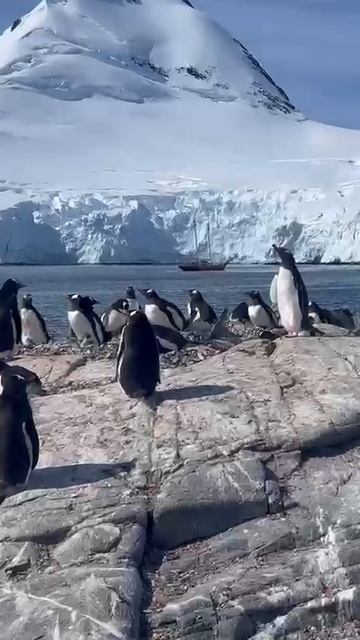 Птичий променад.