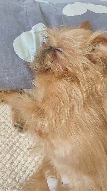 Спокойной ночи малыши смотреть онлайн