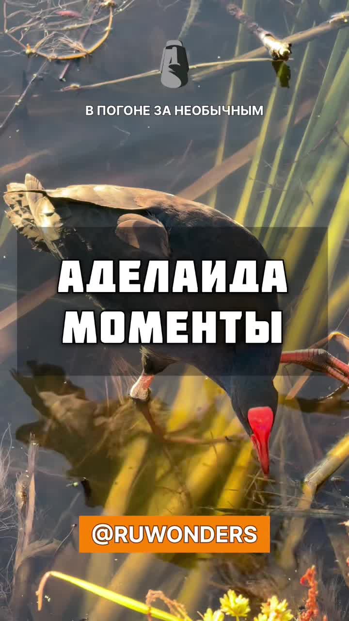 Первые моменты с города Аделаида. смотреть онлайн