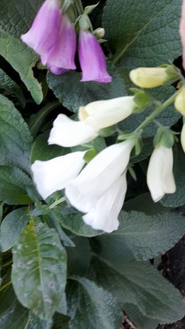 Последнее цветение наперстянки. смотреть онлайн