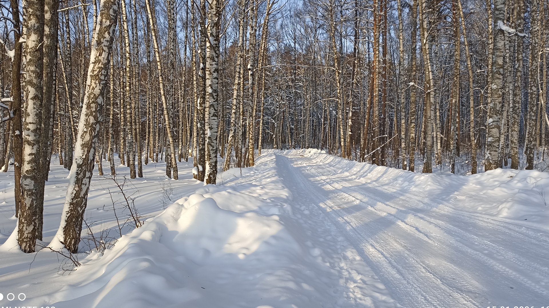 Январский лес.