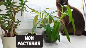 Обзор моих комнатных растений 🪴