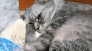 как сделать кошечку из бумаги часть 2