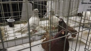 18.01.2026г Выставка в ЦСКА Москва ч.4