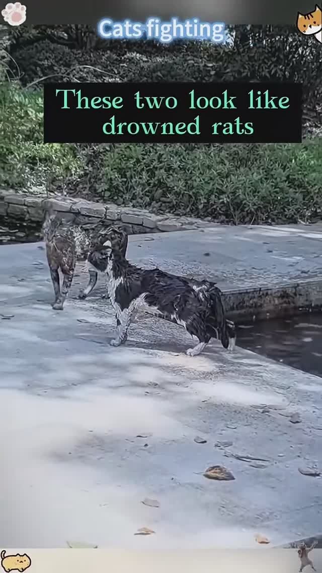 Кошачьи разборки и водяные ванны смотреть онлайн