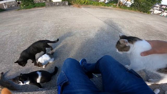 Кошачий остров, окружили 😄 смотреть онлайн