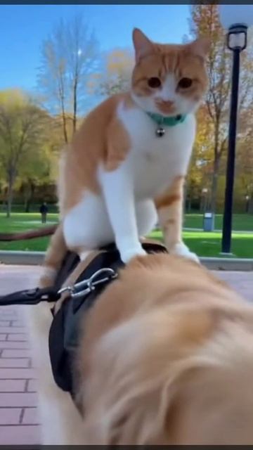 Пушистый наездник смотреть онлайн