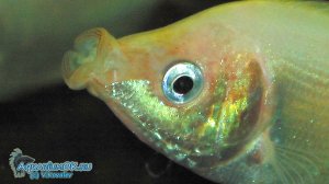 Танец маленьких гурамей.