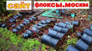 УКРЫТИЕ НА ЗИМУ ГОЛУБИКИ