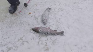 Ловим на актив после запуска. Спорт-зона. Клёвое место Лосиный остров.