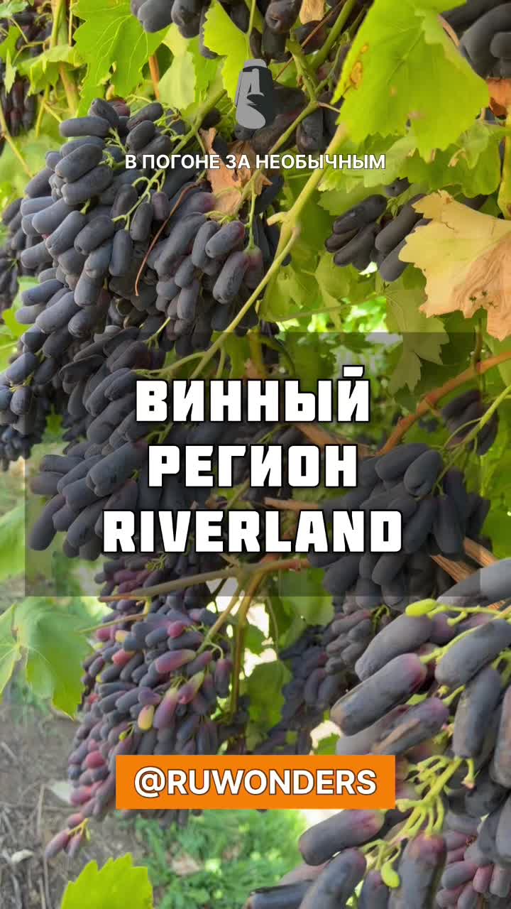 Рай винодела смотреть онлайн