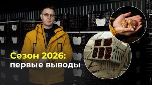 Луковицы тюльпанов: обзор, укоренение и высадка. Какой будет цветок в этом году?