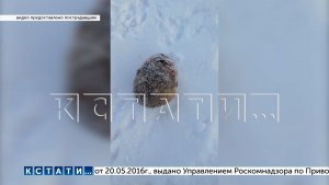 Бешеный хомяк напал на ребёнка - мальчика отправили в больницу, хомяка — на опыты