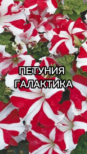 ТОП-4 эффектной петунии для больших вазонов!