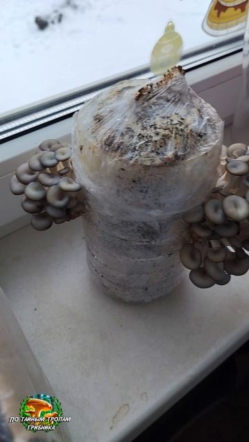 Грибы на подоконнике смотреть онлайн