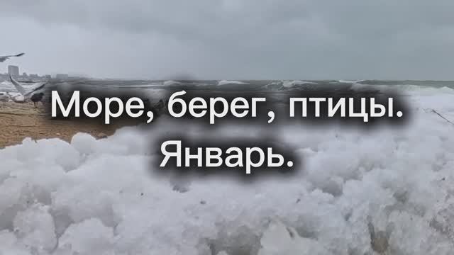 Море_берег_птицы_декабрь