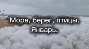Море_берег_птицы_декабрь