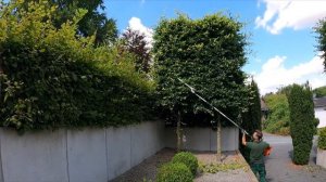 ФОРМОВОЧНАЯ СТРИЖКА двух деревьев БУКА