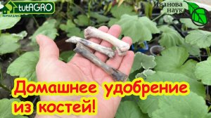 Бесплатный фосфор для рассады: то, что летело в мусор - мощный стимулятор роста и из обычных костей!