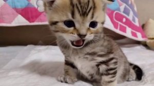 Ириска разговаривает