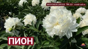 Травянистый пион "BROTHER CHUCK"/Сад Ворошиловой
