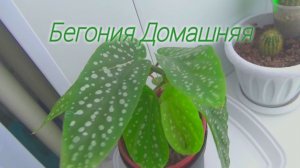 КАК УХАЖИВАТЬ И ПЕРЕСАДИТЬ ЦВЕТЫ Бегония Домашняя