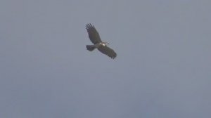 Змееяд летает с змеёй в клюве. и показывает ей красоты  с высоты птичьего полёта