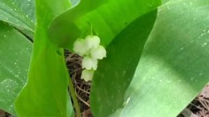 Валерий Плесеинов - Ландыши