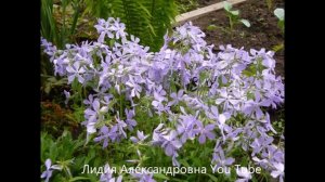 2145.  Многолетники в моём саду. ВПЛ.