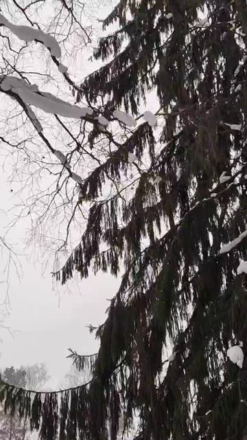 Белка прыгает по деревьям смотреть онлайн