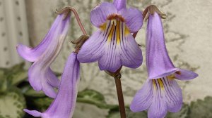 Примулины. Полное омоложение розеток +посадка листиков 🌿☘️🌿