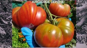 Четвëртый обзор сортов томатов на сезон 2026 год.... Новинки для меня....