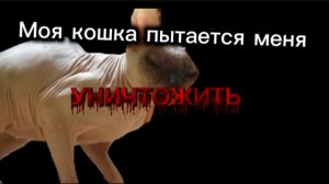 Моя кошка пытается меня уничтожить 1 серия