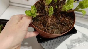 Европейские саженцы гортензии 🌿🌺😍