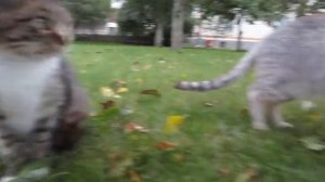 Школа котов, урок этикета