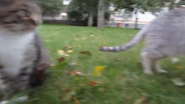 Школа котов, урок этикета