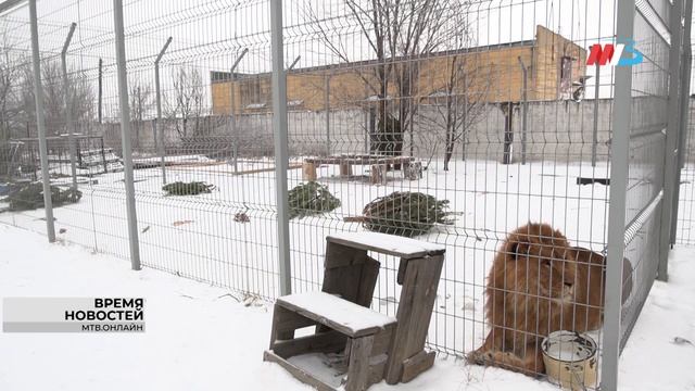 Вторая жизнь новогодних ёлок: куда волгоградцы могут сдать пушистых красавиц смотреть онлайн