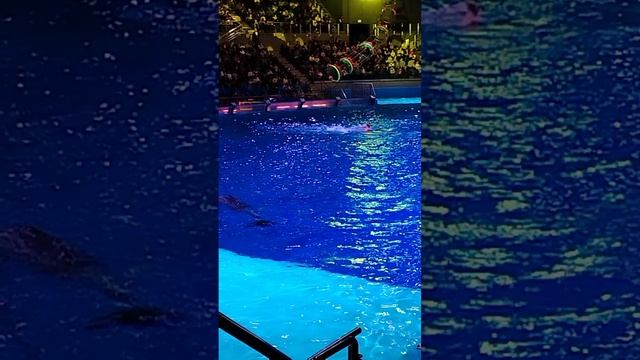 1000029480.mp4 смотреть онлайн