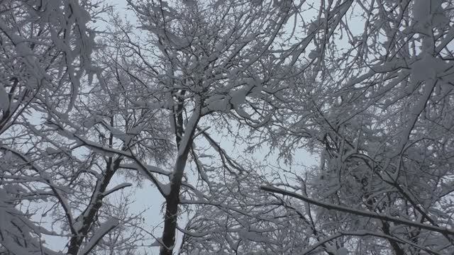 Прогулка по снежному лесу с монологами