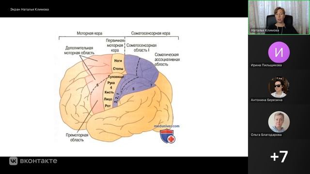 Как работает мозг? Нервная система. Часть 2: как мозг управляет поведением и состоянием