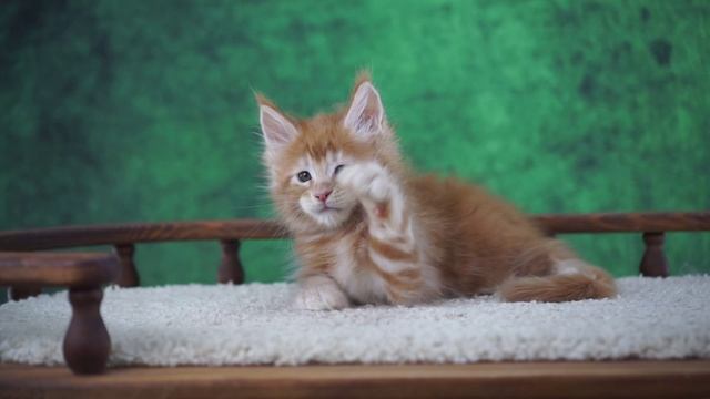 Zahar 7 недель смотреть онлайн