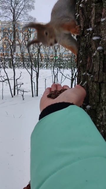 Ручная белка смотреть онлайн