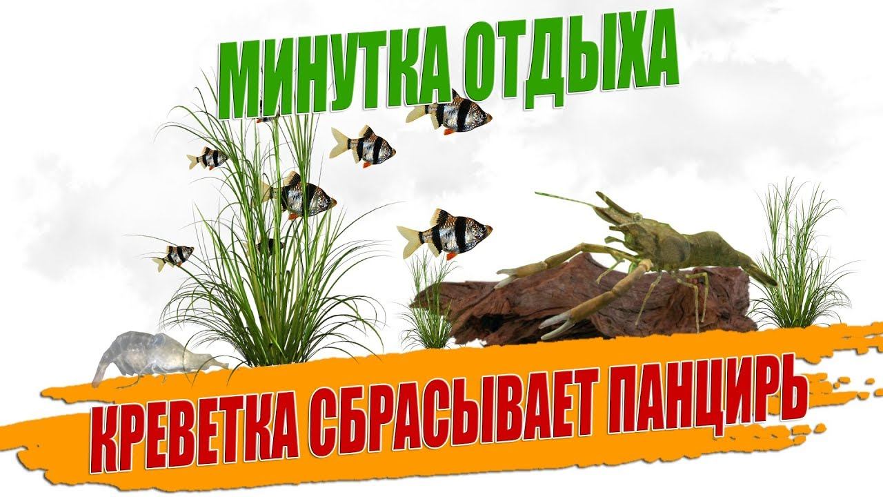 Креветка макробрахиум скидывает панцирь.