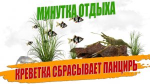 Креветка макробрахиум скидывает панцирь.