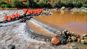 Рыболовная ловушка / Техника рыбалки / 20 кг рыбы каждый день / Необычный способ лова рыбы